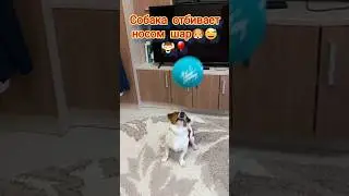 СОБАКА ОТБИВАЕТ НОСОМ ШАР!🐶🎈🙉 #собака#животные#смешноевидео #видеосживотными#юмор #приколысживотными