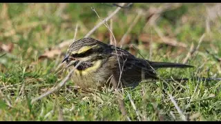 Bahçe Çintesi/Cirl Bunting  vahşi yaşam / doğa / wildlife / bosphorus / istanbul