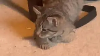 Simba Vs. Scar (Lion King parody