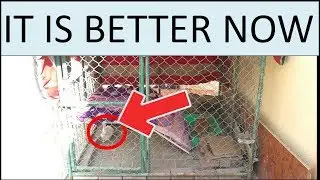 Rabbit Cage Update .  Again .....