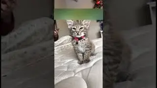 A girl found a very unusual kitten in the forest and took him home.