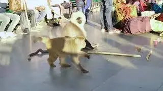 Langoor and bandar sath sath