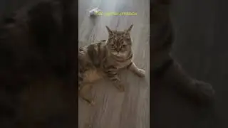 #shorts #шалунья #кошечкаанфиса Шалунья!  Игривая кошечка Анфиса!
