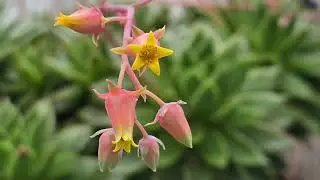 NATURE'S WAY 2024