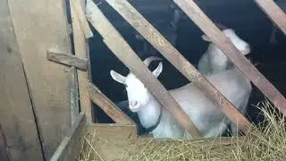 Ставим козлятам Седимин Коза жал..