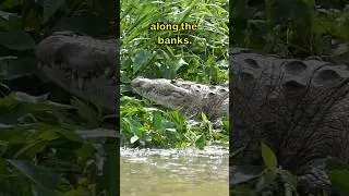 Don't Fall in the River!!