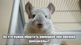 НА ЧТО НУЖНО ОБРАТИТЬ ВНИМАНИЕ ПРИ ПОКУПКЕ ШИНШИЛЛЫ?