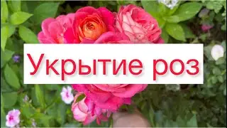Укрытие роз🌹