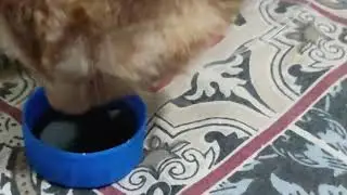 Cute Kittens | Cute Cat Cute Kitty Doing Funny Things | Cute Kitty Tasting Pepsi For The First Time