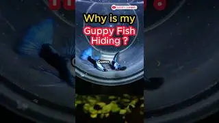Guppy Fish Care - Why is my Guppy Fish Hiding? #fishtank #guppychannel #facts #aquarium