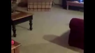 Как собака собирается