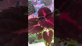 ВЕСНА В ДОМЕ И В ДУШЕ !💝🥹 