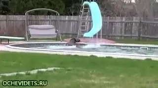 Олень в басейне
