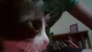 My Kitten, Alfred 2