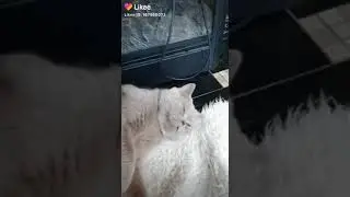 Жирный кот что прикол машинима