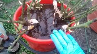 ОБЗОР ПОСЫЛКИ С РОЗАМИ  ОТ ПОЛИНЫ КОЗЛОВОЙ .