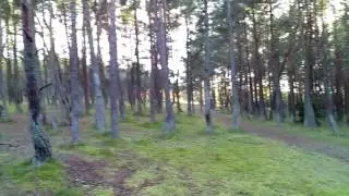 Куршская коса. 