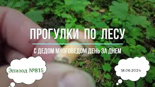 Прогулки по лесу. День за днем с дедом Многоведом. 18 июня 2024г. Эпизод 815.