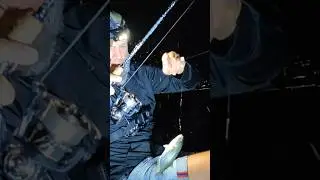 В этом сезоне будет Эльдорадо. Рыбалка в Ялте. Ночная ловля луфаря.