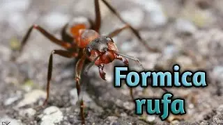 Formica rufa/polyctena. Рыжие лесные муравьи. Жизнь в природе и содержание дома. Энциклопедия.