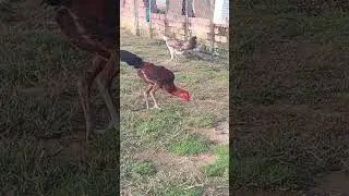 ចៅសែន