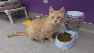 Ten Lives Club continues to receive donations
