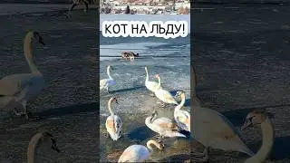 Кот гоняет уток по льду. Лебеди в шоке! #akselfrank #shorts