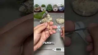 How to Hand-Feed a Newborn Parrot