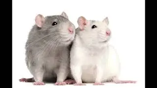 cute rats with relaxing mario music