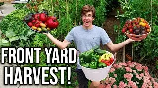 Plentiful Front Yard Garden Harvest, Sustainable Food Growing In a Small Space!