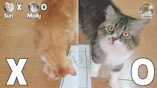 Molly vs Suri! Cats Play Tic Tac Toe - Who Will Win?