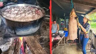 ABATEMOS UM PORCO SUPER GORDO! Rendeu muita gordura, fartura demais 🙏