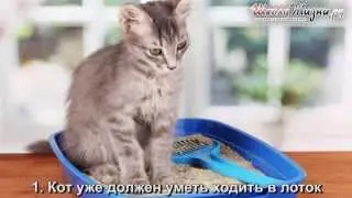 Как Приучить Кота К Унитазу? Советы Профессионала