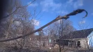 Черешня после обрезки