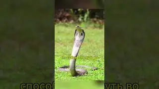 Кобры Крупным Планом: Факты, Которые Вас Удивят #животные#рекомендации #шортс #shorts