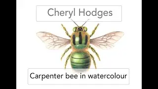 Green carpenter bee in watercolour