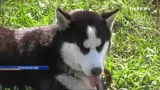 всушник женился бы на собаке