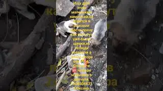 🆘🆘🆘малыши без мамы #ищудом #собакадругчеловека