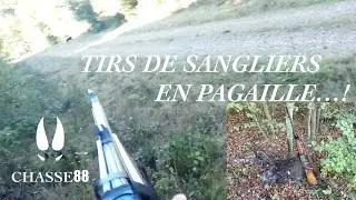 Tirs de Sangliers en Pagaille! Chasse en Battue avec la Blaser R8