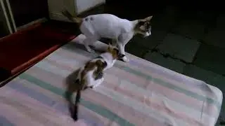 Cats playing