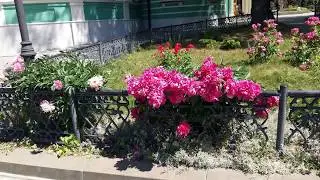 Благословенная Оптина