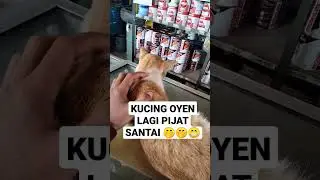 KUCING OYEN PIJAT SANTAI, SUKA BANGET MAU NAGI LAGI🤭😁😁🤣🤣 #cats #kucinglucu #kucing #shortvideo