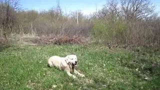 Мы все живем лакшери жизнью