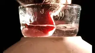 Dog drinking in slow motion (How Dogs Drink Water - Slow motion)