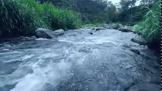 Live Relaxing Water Sounds – Calm Nature Ambience for Sleep & Stress Relief