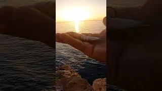 Cebo sardina top anzuelar