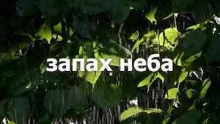 люблю дождь