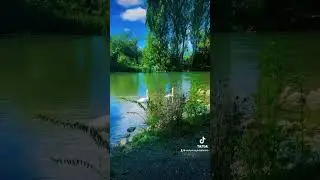 Птичья затока #путешествия #лебеди  #река #озеро #природа #германия