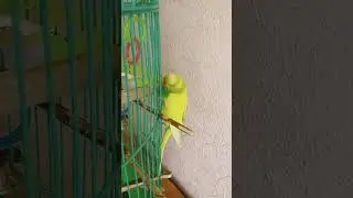 Милка Лунтик Любопытство?