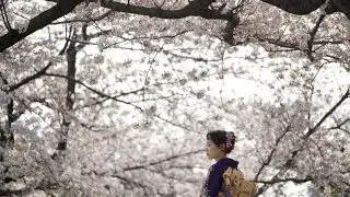 La pause photo du jour avec les sublimes cerisiers en fleurs du Japon